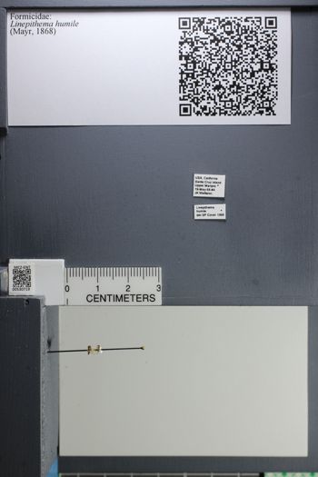 Media type: image;   Entomology 530719